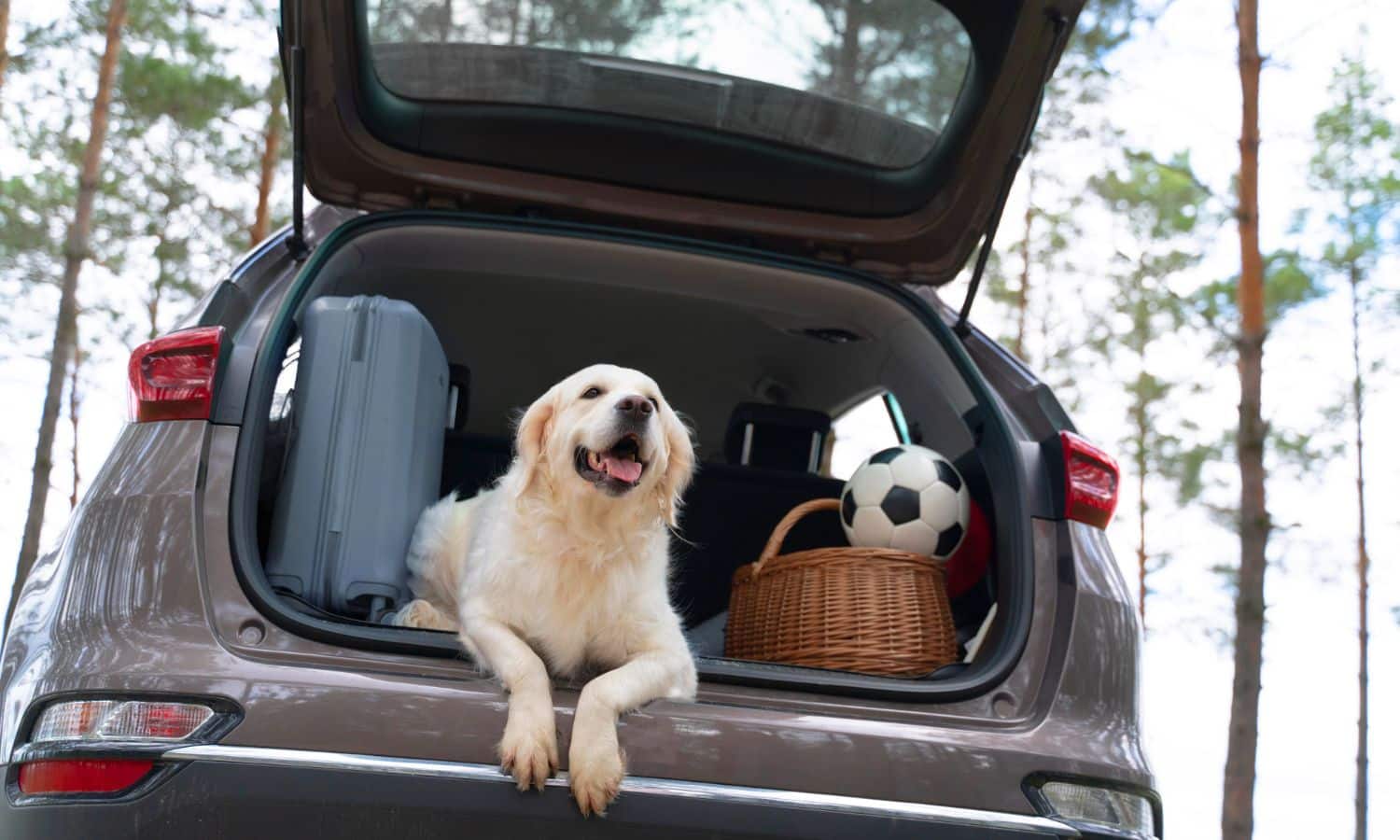 Pet Waste Removal Service Near Me in Orlando FL 50