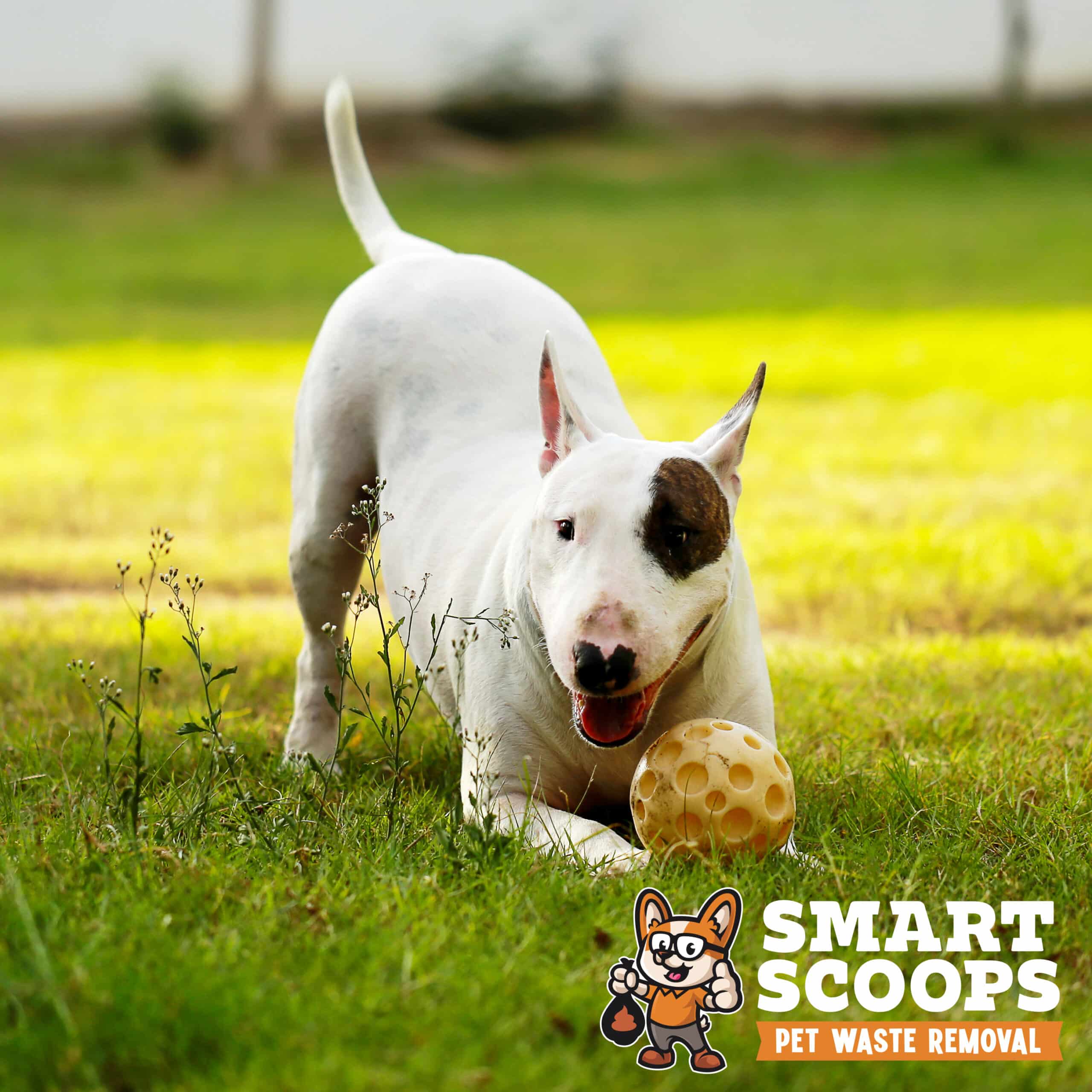 Bull terrier dog playing with yellow ball in the park