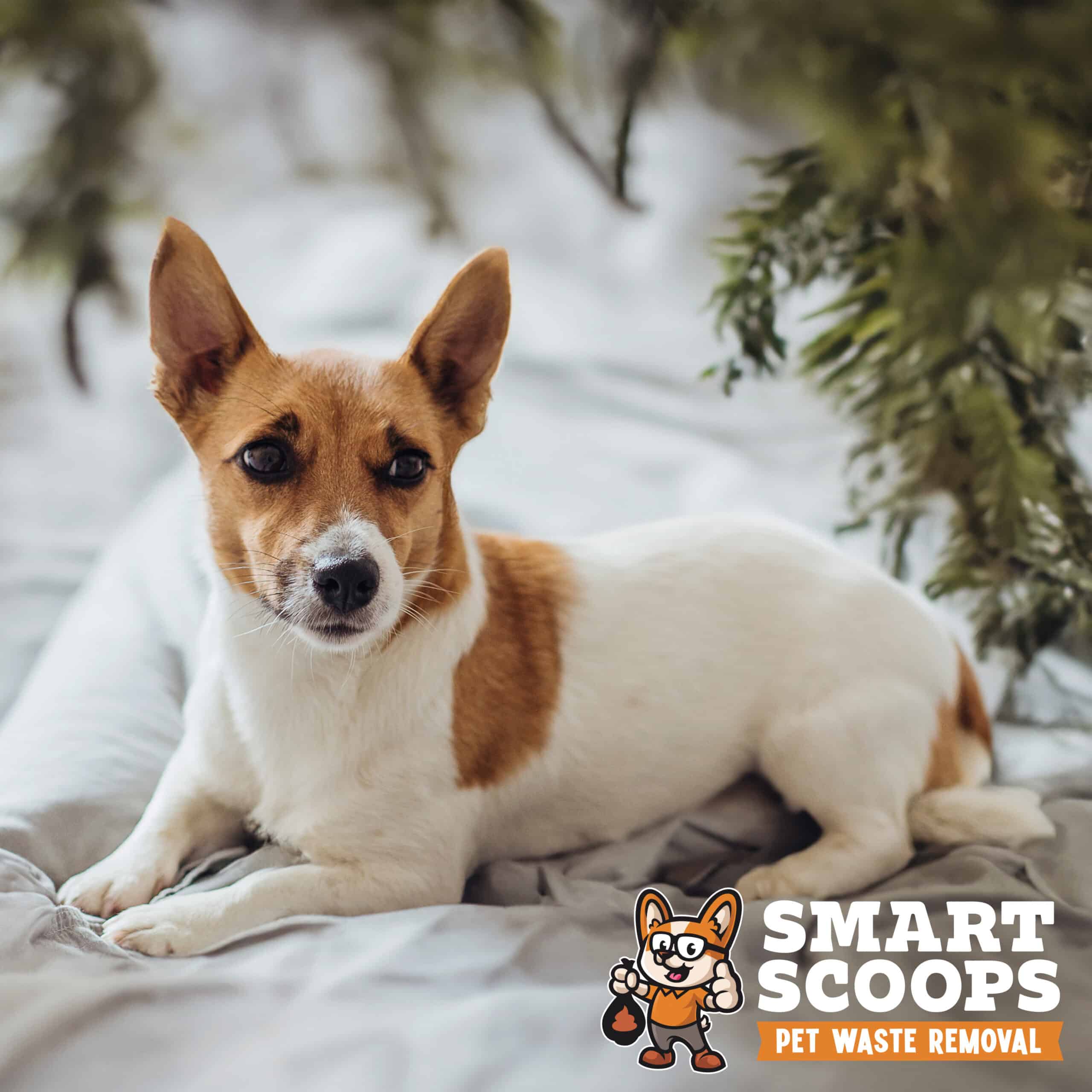 Charming dog lying on bed in morning