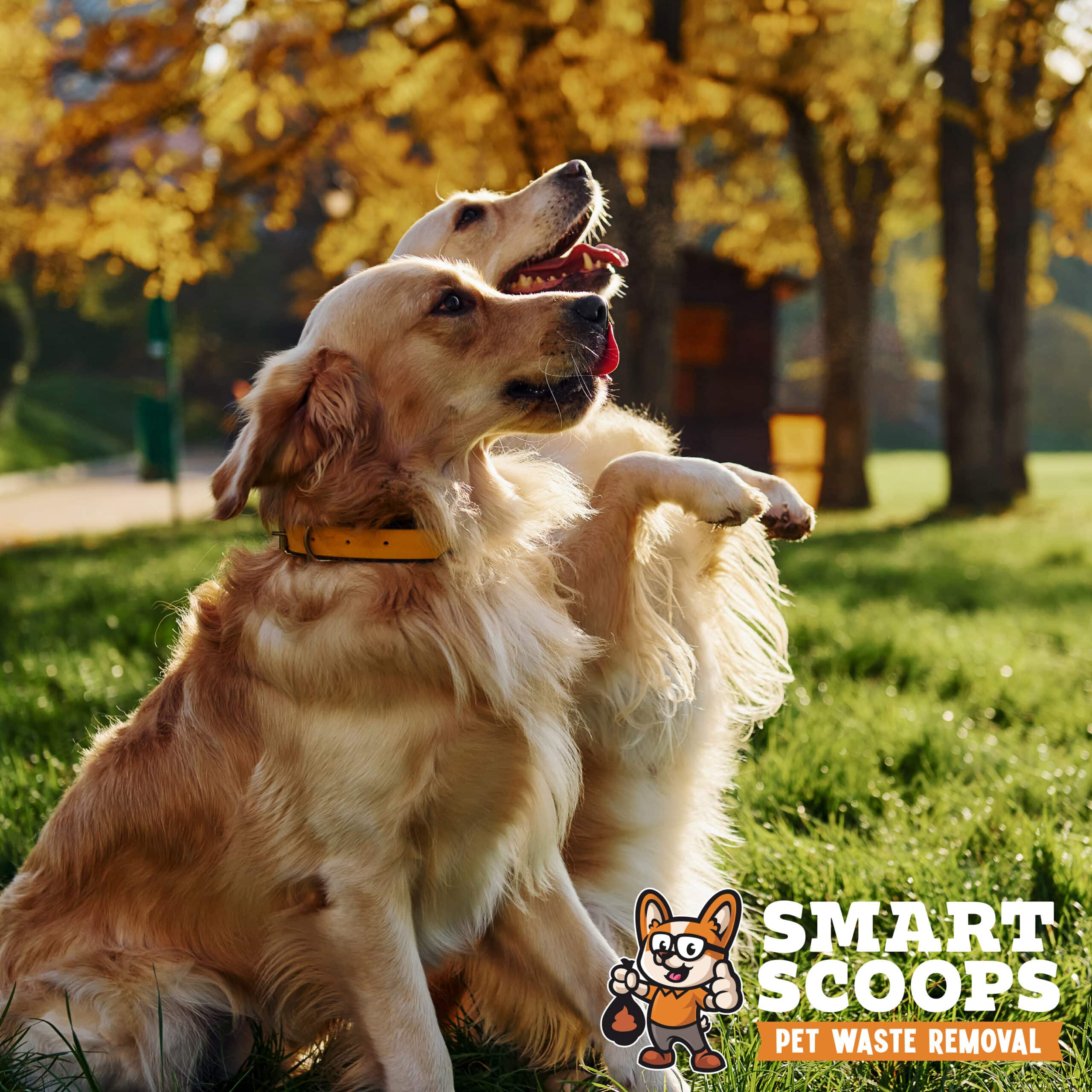 Two beautiful Golden Retriever dogs have a walk outdoors in the park together