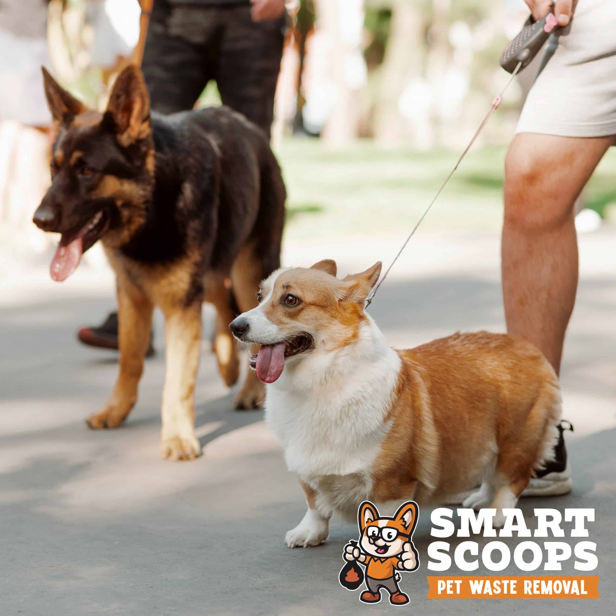 People walk a corgi dog in summer in the park