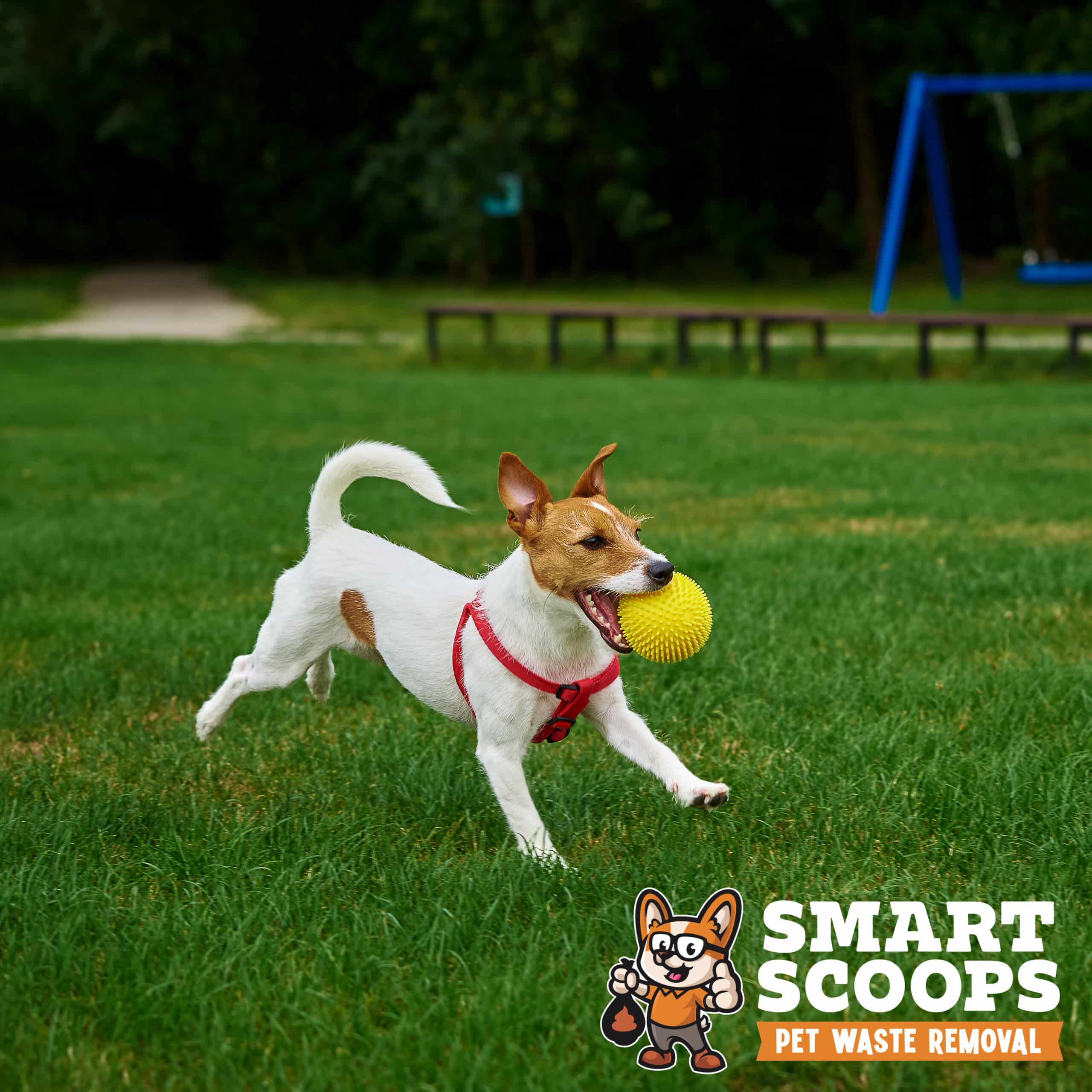 Cute dog walking at green grass, playing with toy ball