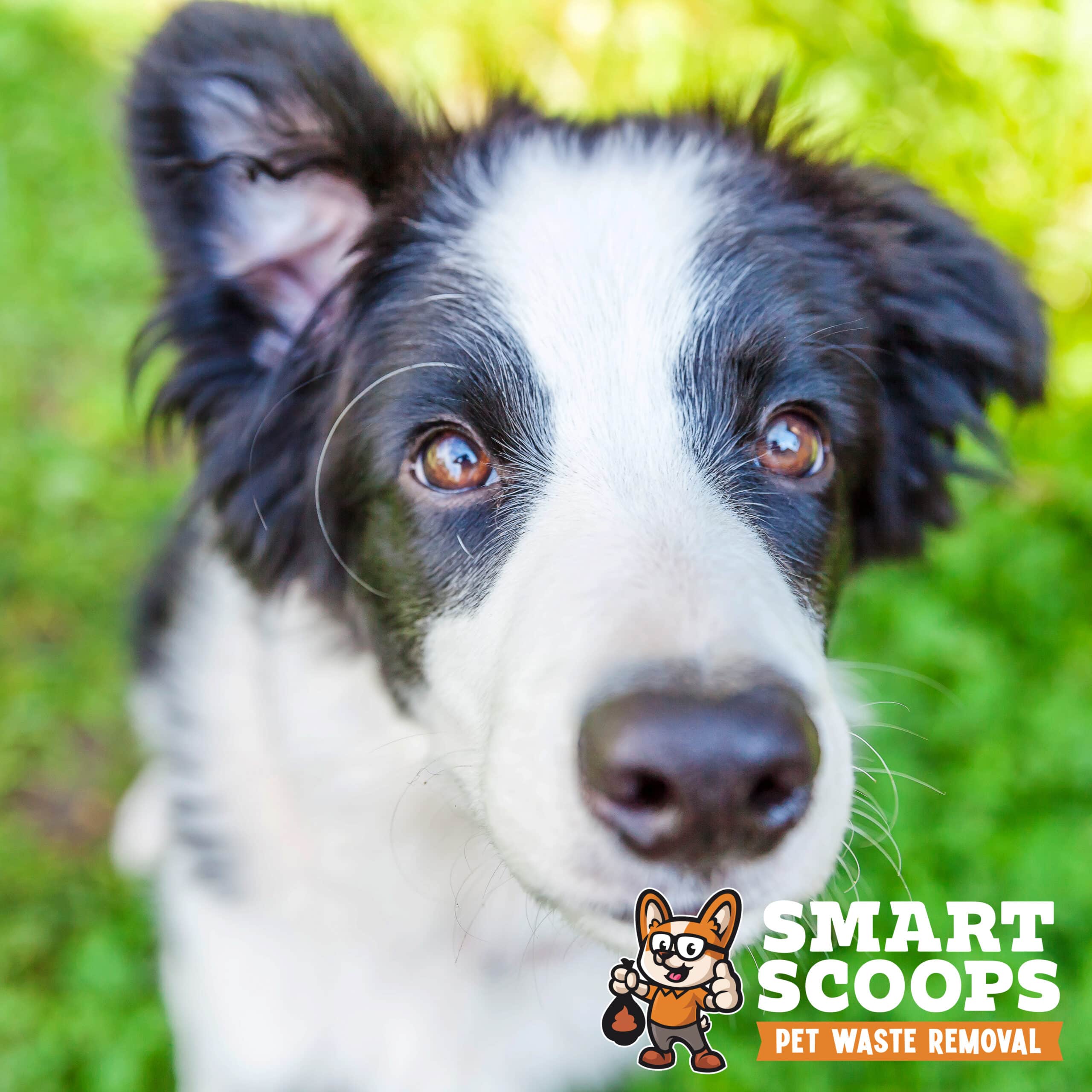Funny outdoor portrait of cute smilling puppy dog border collie sitting on green grass lawn in park or garden background