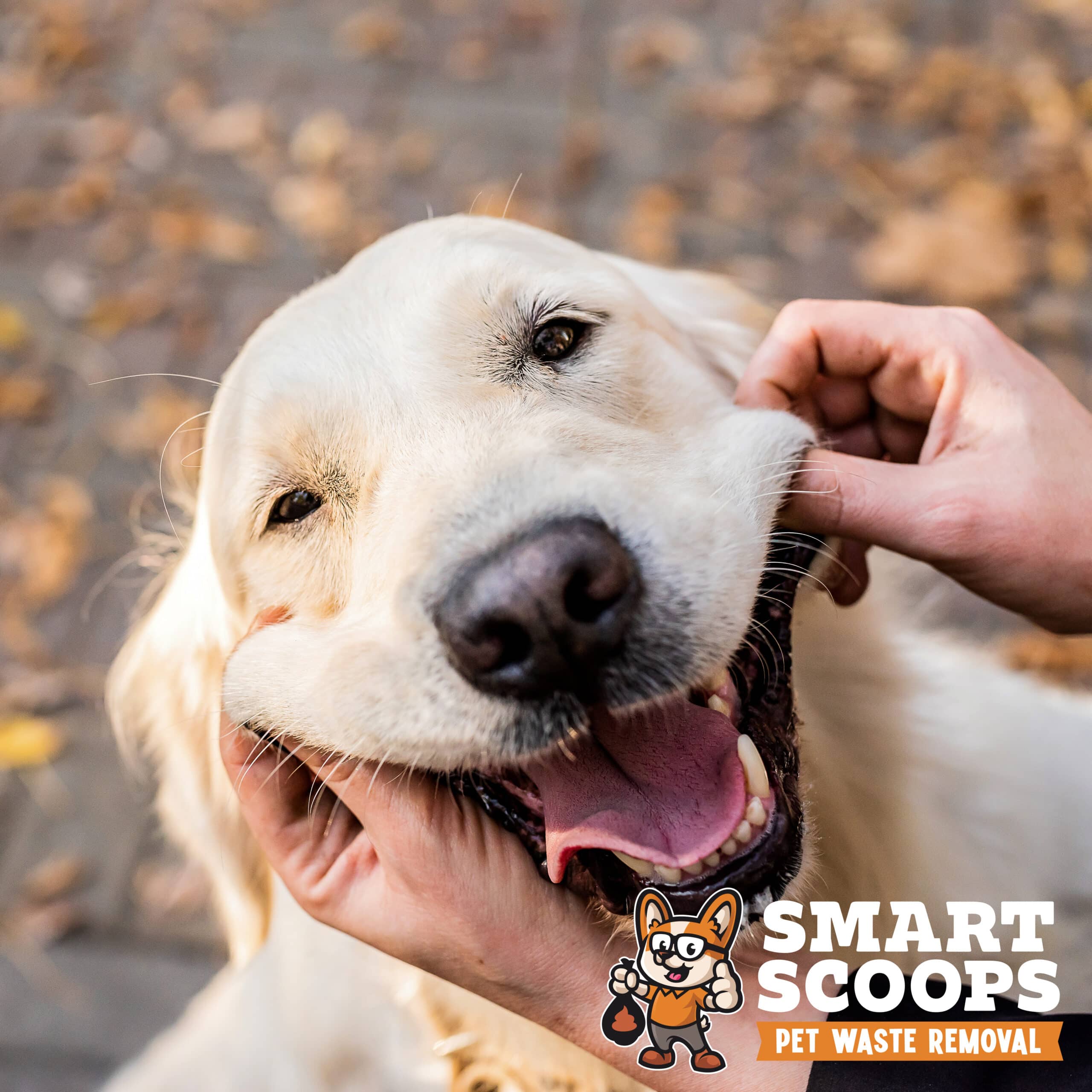 funny golden retriever dog in the park