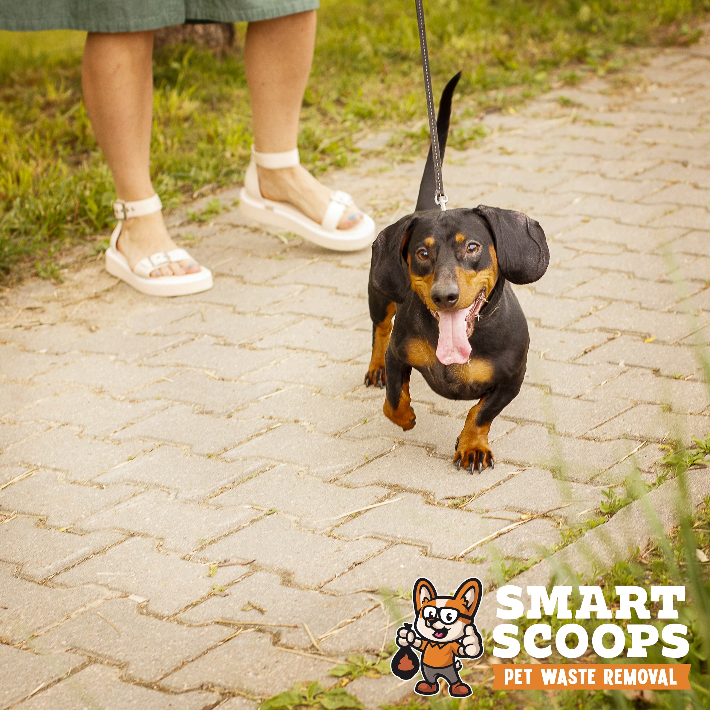 woman walks with the dog on a leash in on the park . dachshund near a woman's feet