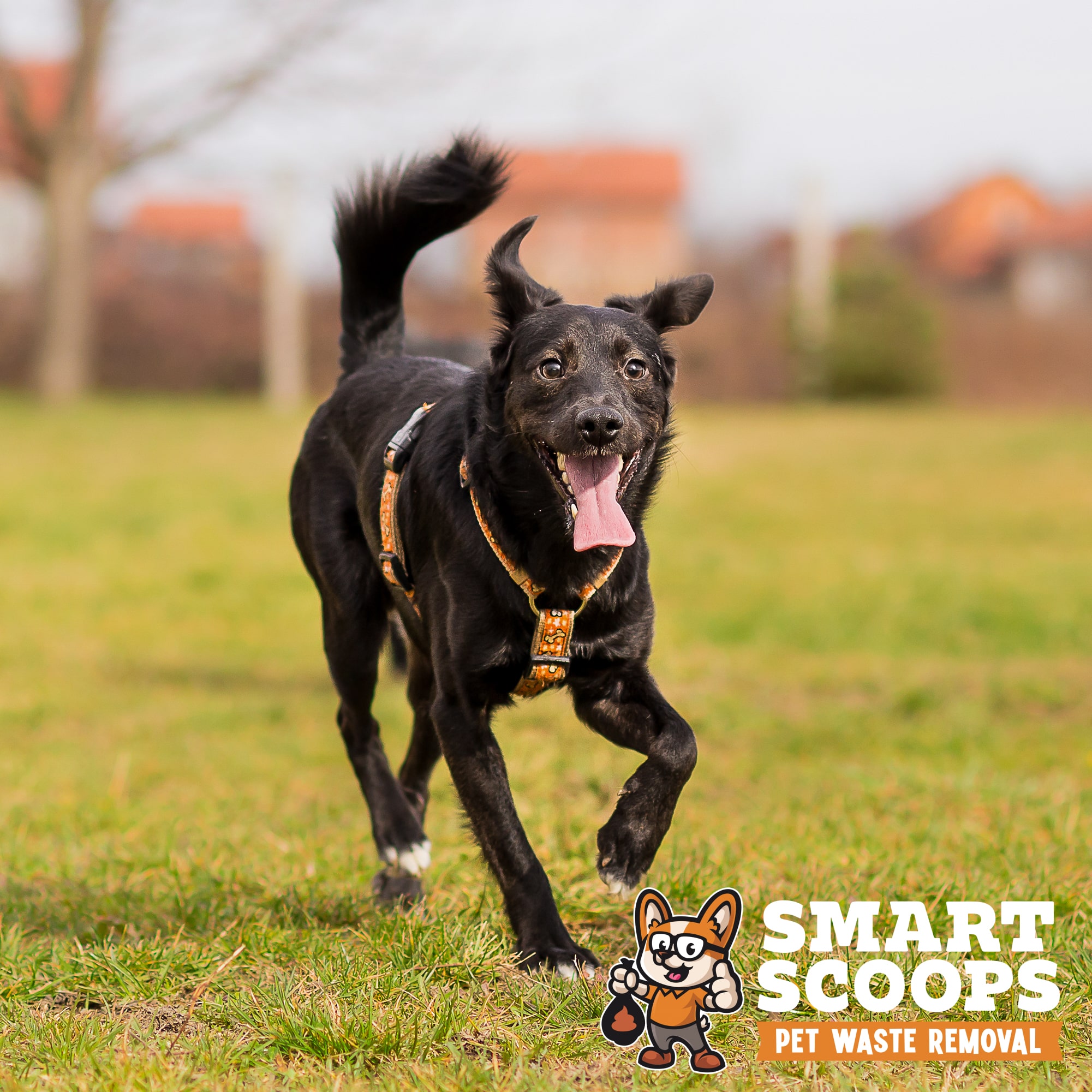 Happy mixed breed dog playing in garden