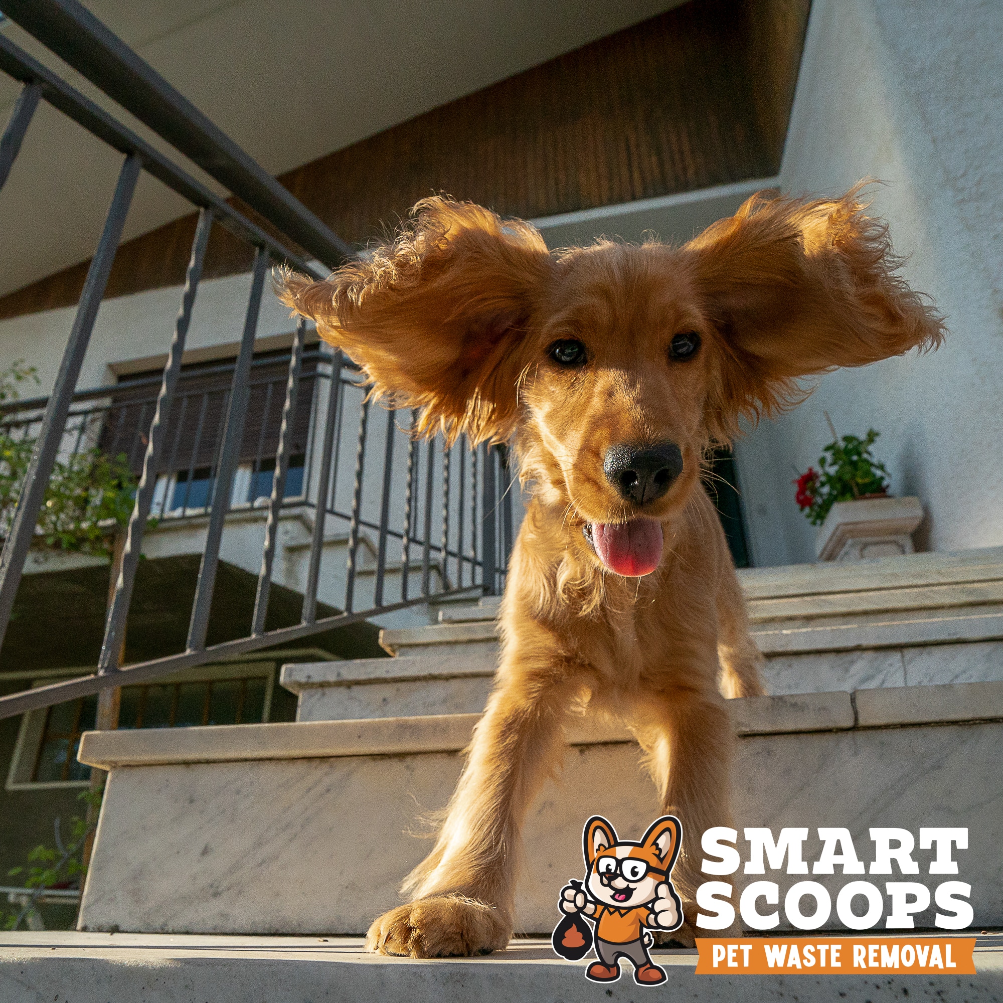 puppy dog cocker spaniel portrait going down from stairway