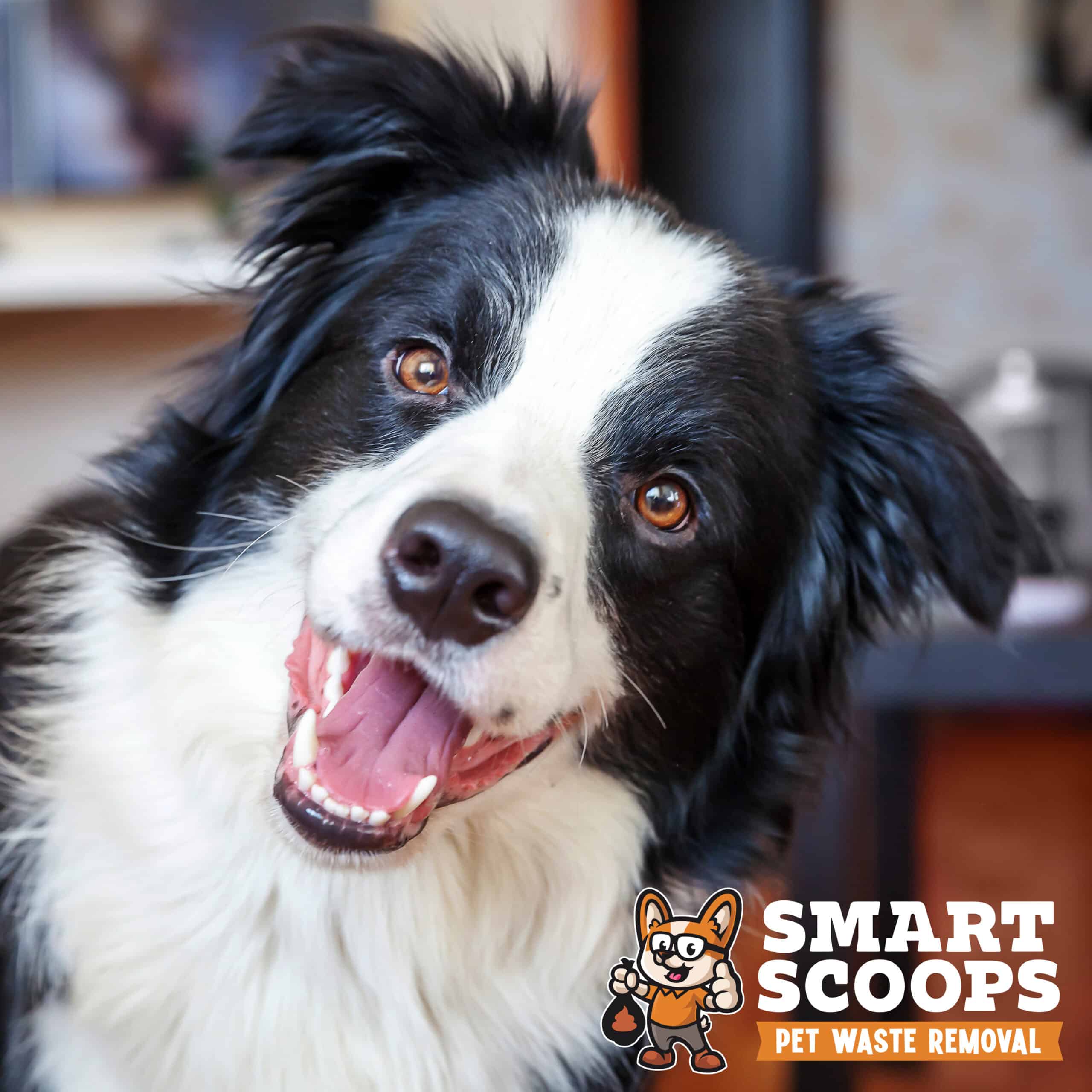 Stay home. Funny portrait of cute smilling puppy dog border collie indoors. New lovely member of family little dog at home gazing and waiting. Pet care and animal life quarantine concept.